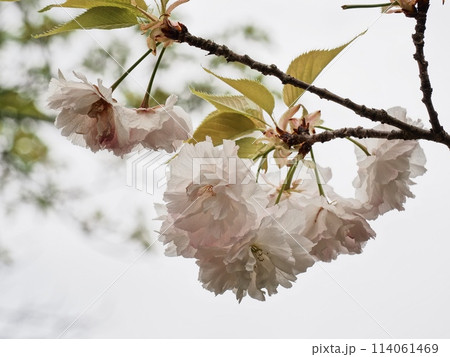 八重桜フゲンゾウの花 114061469
