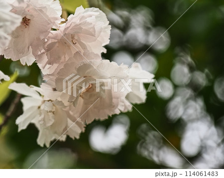 八重桜フゲンゾウの花 114061483
