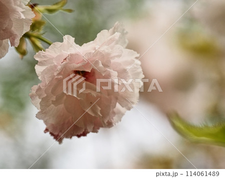 八重桜フゲンゾウの花 114061489