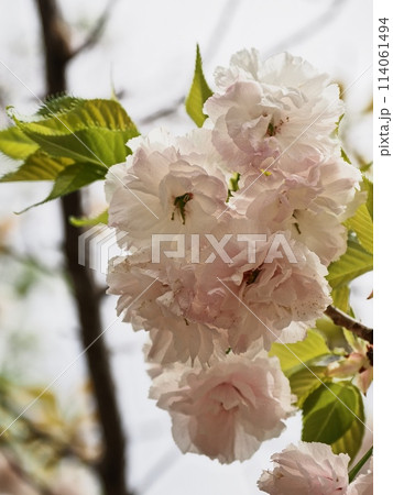 八重桜フゲンゾウの花 八重桜フゲンゾウの花 114061494
