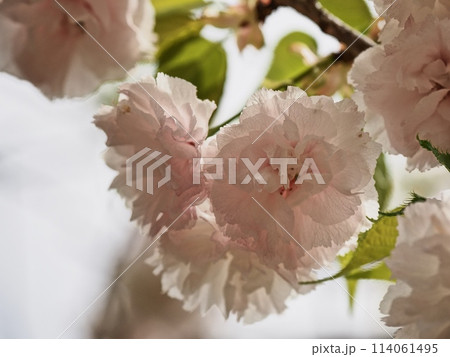 八重桜フゲンゾウの花 114061495