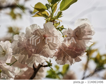 八重桜フゲンゾウの花 八重桜フゲンゾウの花 114061496