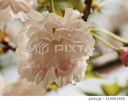 八重桜フゲンゾウの花 八重桜フゲンゾウの花 114061498