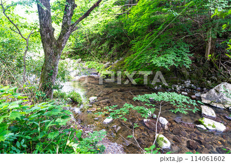 【天然記念物】大賀の押被1 岡山県高梁市 【天然記念物】大賀の押被1 岡山県高梁市 114061602