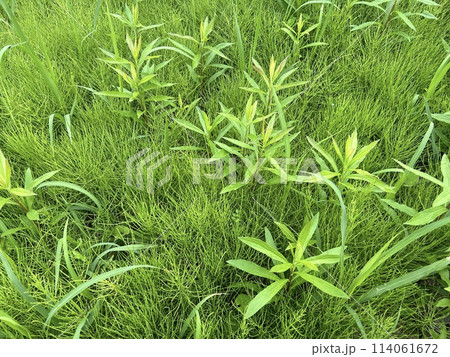 春の雑草　スギナ 114061672