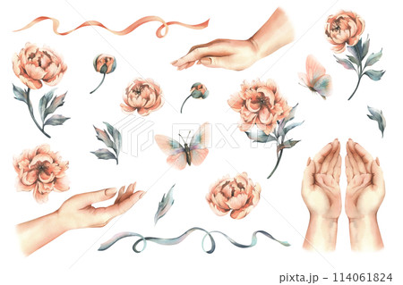 Female hands in different positions with flowers, buds and leaves of peach-colored peonies, butterflies and ribbons. Hand drawn watercolor illustration. Set of elements isolated from background. 114061824