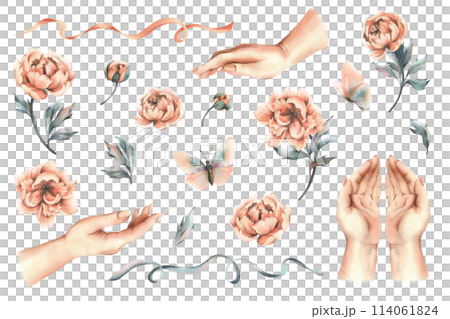Female hands in different positions with flowers, buds and leaves of peach-colored peonies, butterflies and ribbons. Hand drawn watercolor illustration. Set of elements isolated from background. 114061824