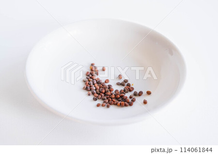 辛味大根の種 114061844