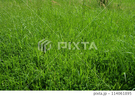 空き地 荒地 雑草 土地 不動産 相続 vacant lot 空き地 荒地 雑草 土地 不動産 相続 vacant lot 114061895