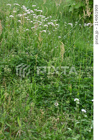空き地 荒地 雑草 土地 不動産 相続 vacant lot 空き地 荒地 雑草 土地 不動産 相続 vacant lot 114061909