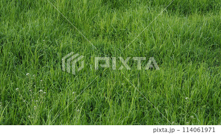 空き地 荒地 雑草 土地 不動産 相続 vacant lot 空き地 荒地 雑草 土地 不動産 相続 vacant lot 114061971