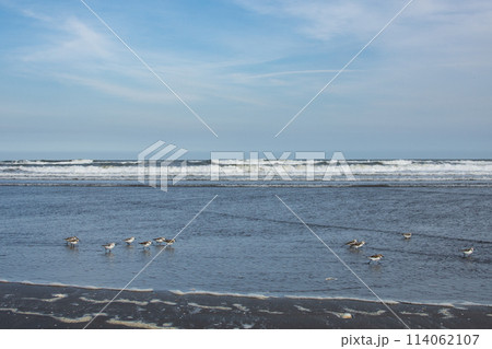 九十九里海岸に打ち寄せる波とエサを探すチドリ達 114062107