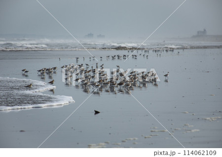 九十九里海岸の砂浜でエサを探すチドリ達 114062109