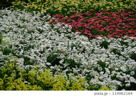 マーガレット マーガレット 114062164