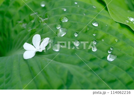 ギボウシ 114062216