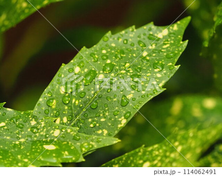 フイリアオキ：水滴つき　梅雨のイメージにもオススメ 114062491