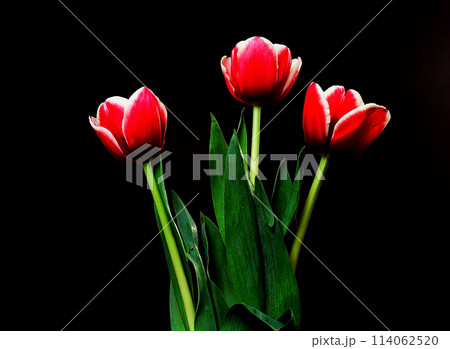 Crimson Tulip Macro 114062520
