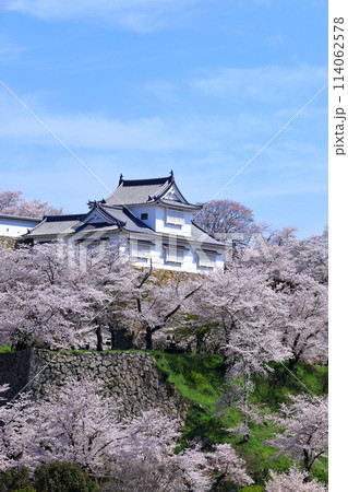 津山城　備中櫓と満開の桜 114062578