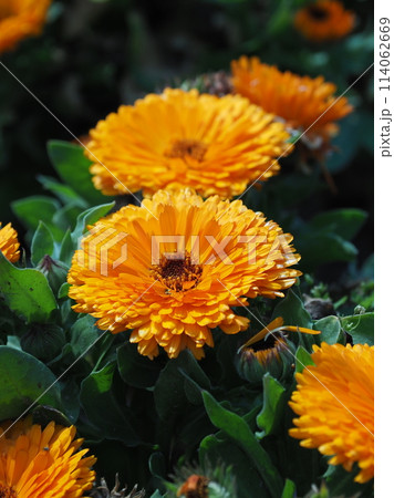 キンセンカ (カレンデュラ：Calendula officinalis) 114062669