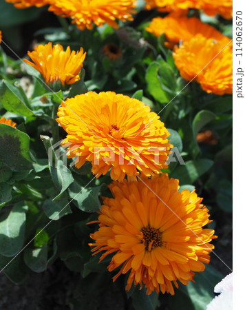 キンセンカ (カレンデュラ:Calendula officinalis) キンセンカ (カレンデュラ:Calendula officinalis) 114062670