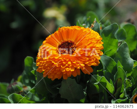 キンセンカ (カレンデュラ:Calendula officinalis) キンセンカ (カレンデュラ:Calendula officinalis) 114062675