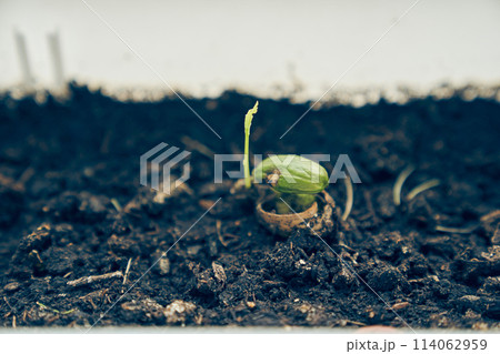 A close-up of an acorn that is slowly sprouting in a tub. A sample of ordinary oak. Wildlife with space to copy. High quality photo 114062959