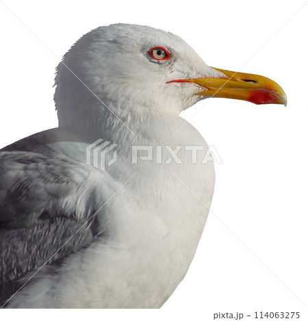 Close-up shot of european seagull isolated on white background, side view. Blank for collages, sets, artwork 114063275