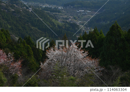 山桜と山村　（高知県香美市香北町有瀬） 114063304
