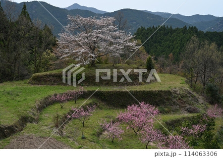 有瀬の一本桜3 (高知県香美市香北町有瀬) 有瀬の一本桜3 (高知県香美市香北町有瀬) 114063306