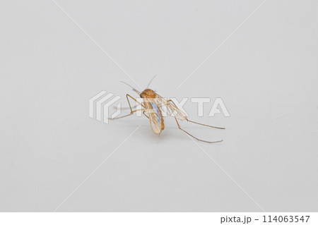 アカイエカ　白背景と死んでいる赤家蚊 114063547