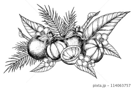 Mangosteen with palm leaves and flowers. Vector hand drawn illustration of exotic tropical Fruit painted by black inks. Drawing of asian food with garcinia and juicy slices. Sketch of mangostana. 114063757