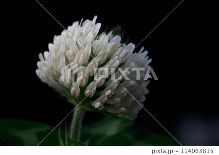 都内の風景 都内の風景 114063815