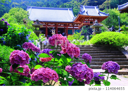 矢田寺（奈良県大和郡山市）本堂に続く参道に咲くアジサイの花 114064655