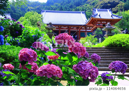 矢田寺（奈良県大和郡山市）本堂に続く参道に咲くアジサイの花 114064656