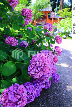 矢田寺（奈良県大和郡山市）春日社に続く参道に咲くアジサイの花 114064657