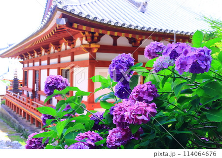 矢田寺(奈良県大和郡山市)本堂横に咲くアジサイの花 矢田寺(奈良県大和郡山市)本堂横に咲くアジサイの花 114064676