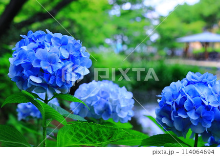 元浜緑地公園（兵庫県尼崎市）に咲く西洋アジサイの花 114064694