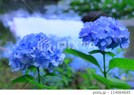 元浜緑地公園（兵庫県尼崎市）に咲く西洋アジサイの花 114064695