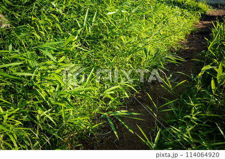 雑草の生い茂る小道 114064920