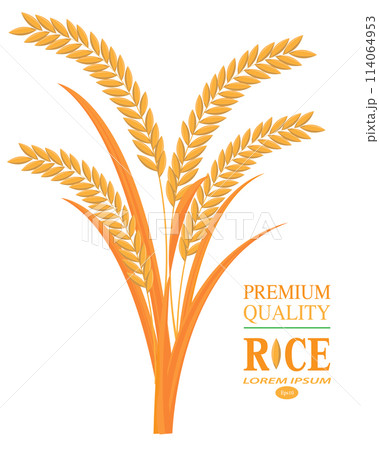 isolated rice plant on white background,vector design isolated rice plant on white background,vector design 114064953