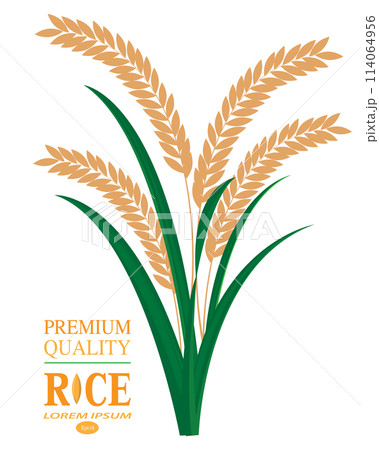 isolated rice plant on white background,vector design isolated rice plant on white background,vector design 114064956