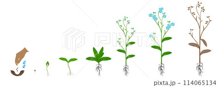 Cycle of growth of a blue forget me nots plant isolated on a white background. Cycle of growth of a blue forget me nots plant isolated on a white background. 114065134