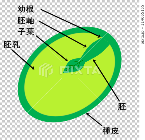 牡蠣籽橫截面 114065155