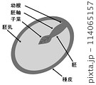 カキの種子の断面 114065157