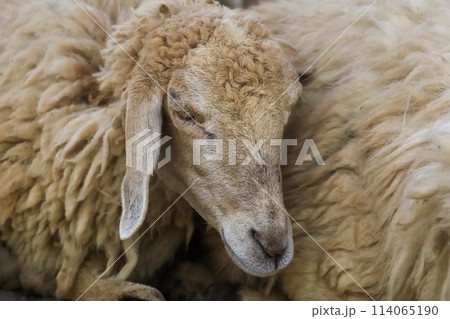 Close up the baby Sheep is rest Close up the baby Sheep is rest 114065190