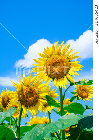 ひまわり 114065423