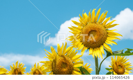 ひまわり ひまわり 114065426
