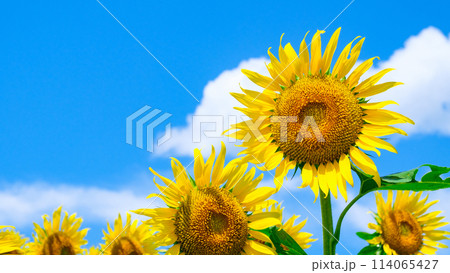 ひまわり ひまわり 114065427