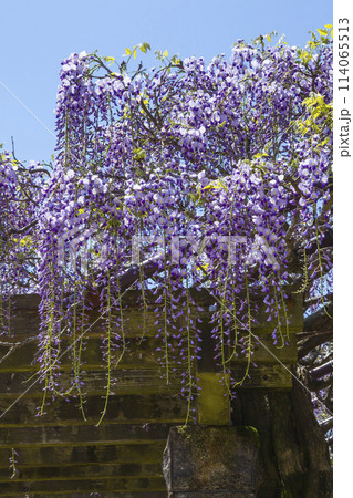 綺麗に咲いた公園の藤の花 鳥取県 羽合臨海公園 114065513