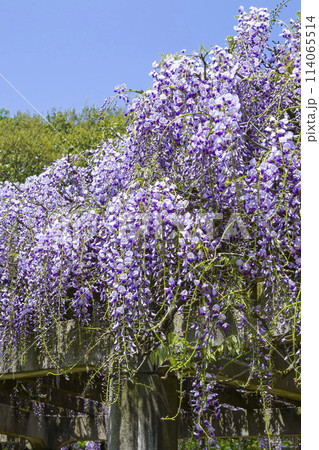 綺麗に咲いた公園の藤の花 鳥取県 羽合臨海公園 114065514